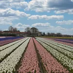 Geliefd B&B Voorhout