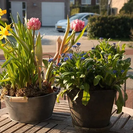 ベッド・アンド・ブレックファスト Geliefd Voorhout