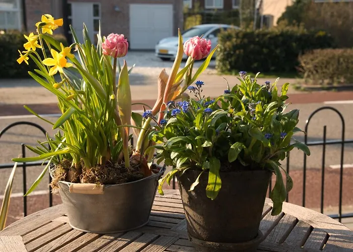 Bed & Breakfast Geliefd Voorhout