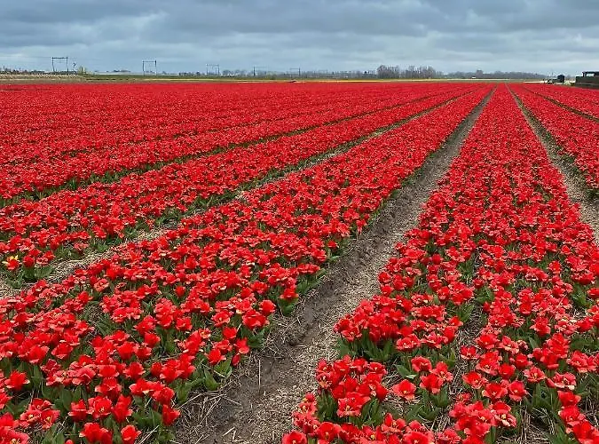 Geliefd Bed & Breakfast Voorhout